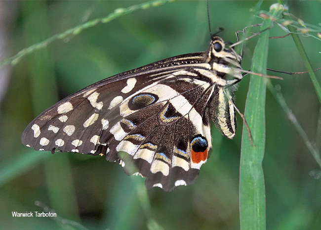 Papilio demodocus demodocus