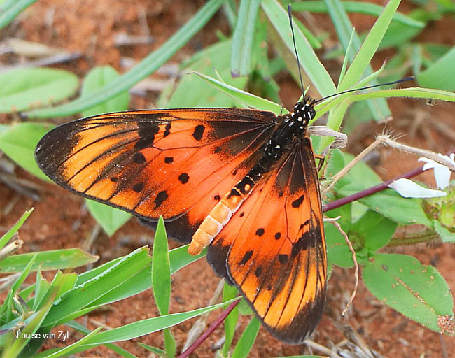 Stephenia natalica