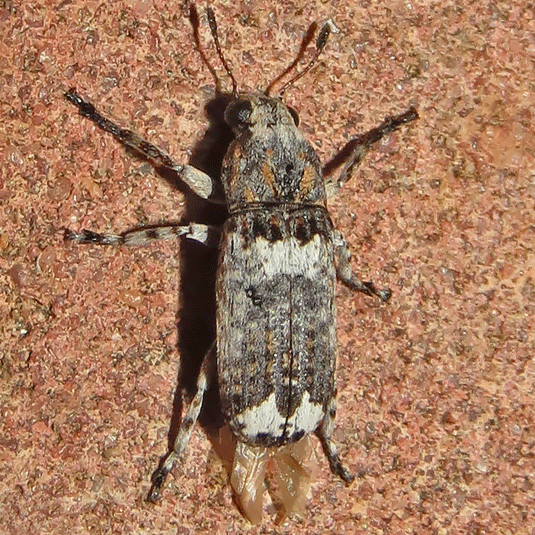 Cylindroides albocinctus