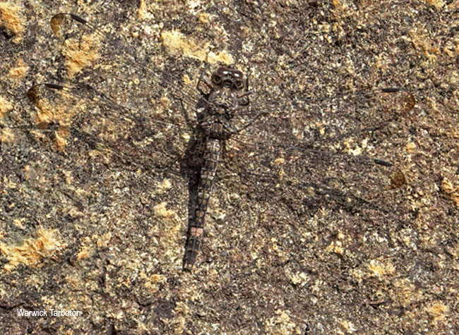 Dragonfly, Bradinopyga cornuta