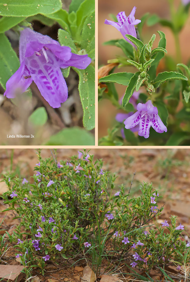 Asystasia atriplicifolia