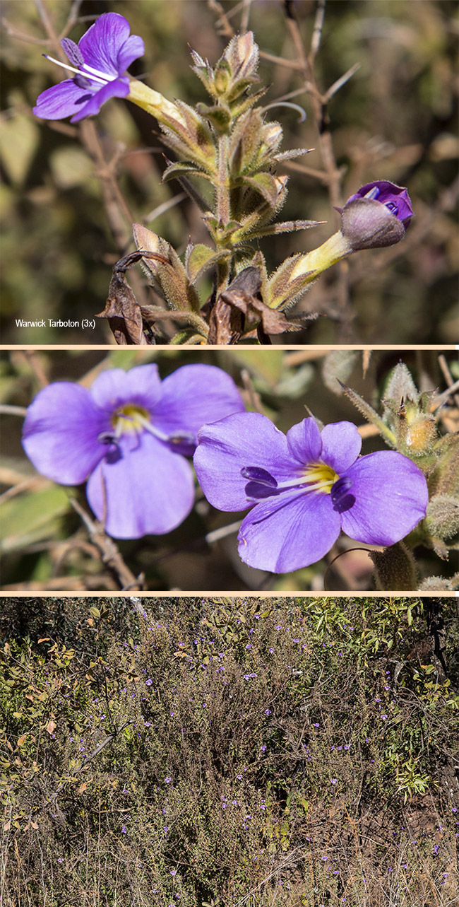 Barleria bremekampii