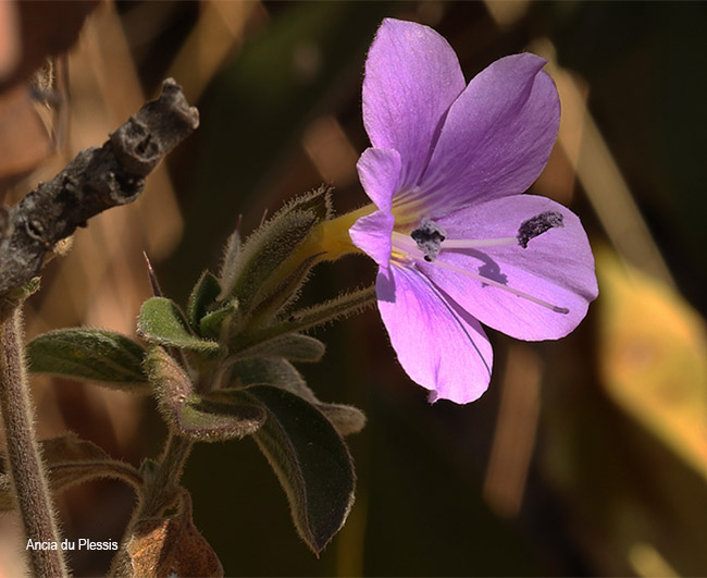 Barleria bremekampii