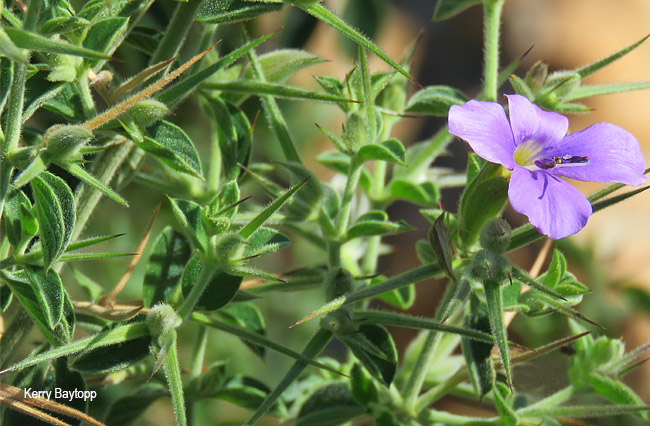 Barleria bremekampii