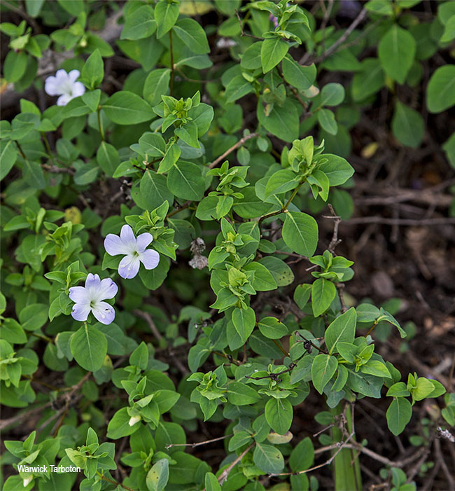 Barleria galpinii