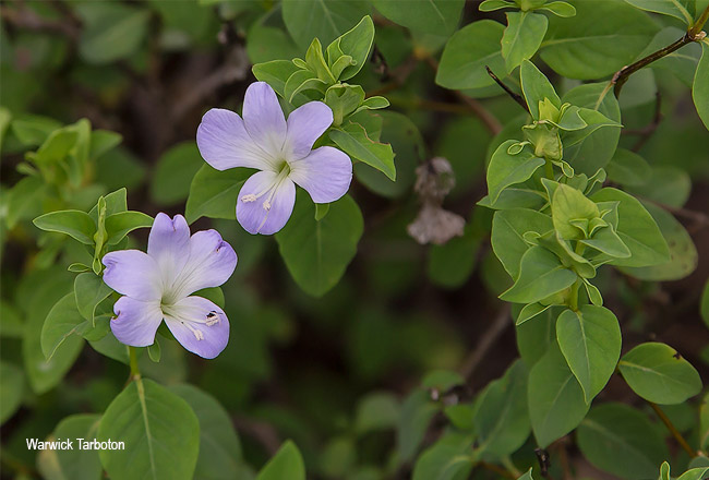Barleria galpinii