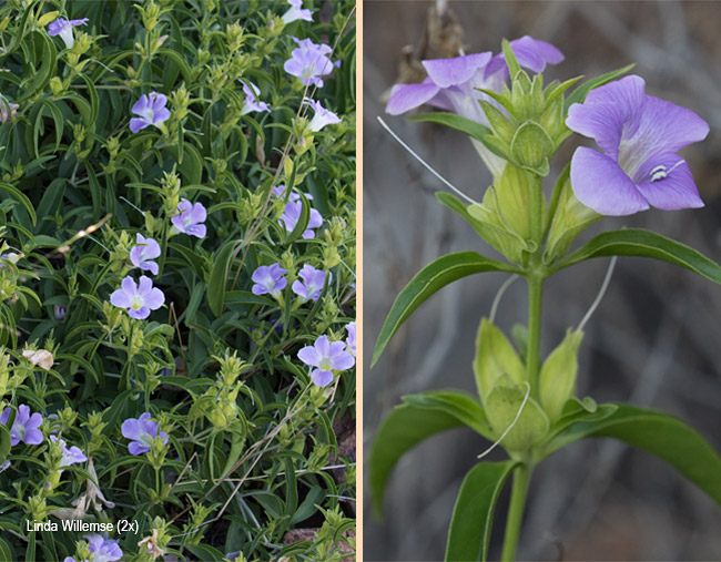 Barleria lancifolia