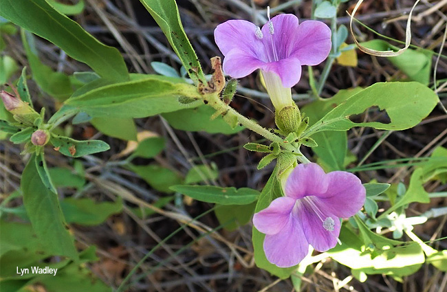 Barleria lancifolia