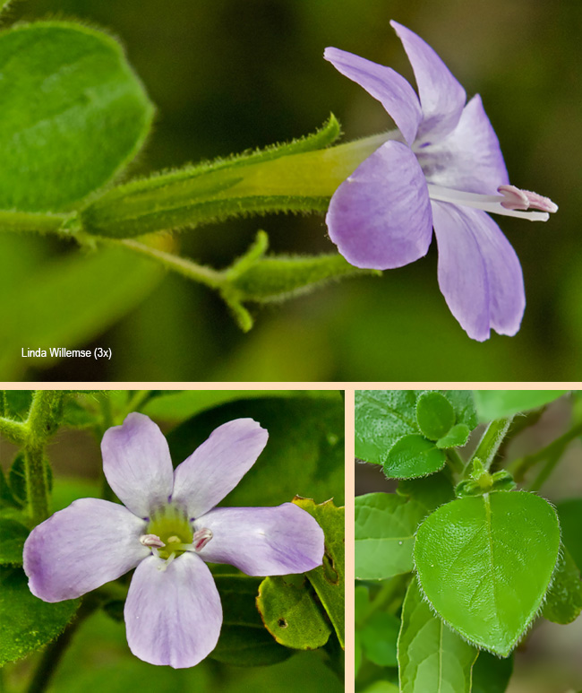 Barleria obtusa