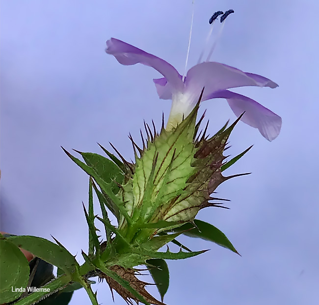 Barleria spinulosa