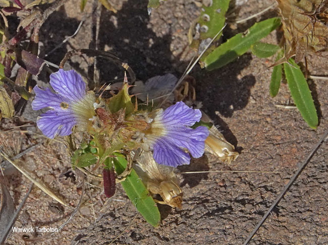 Blepharis angusta