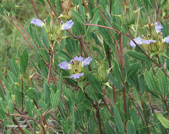 Blepharis subvolubilis