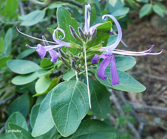 Chorisochora transvaalensis
