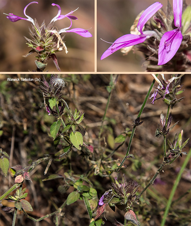 Dicliptera clinopodia