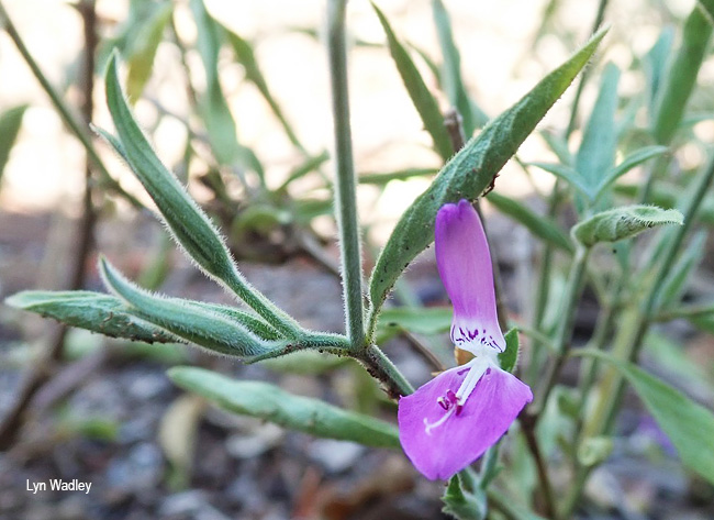 Dicliptera eenii