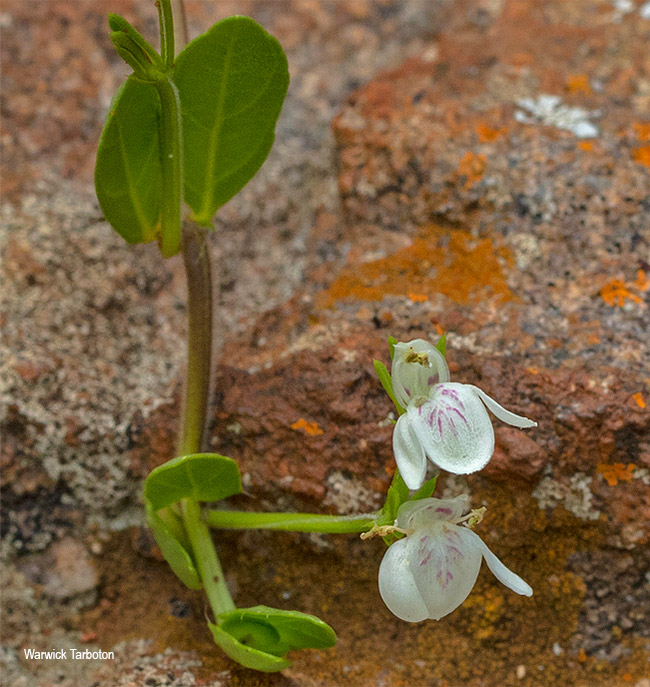 Justicia anagalloides