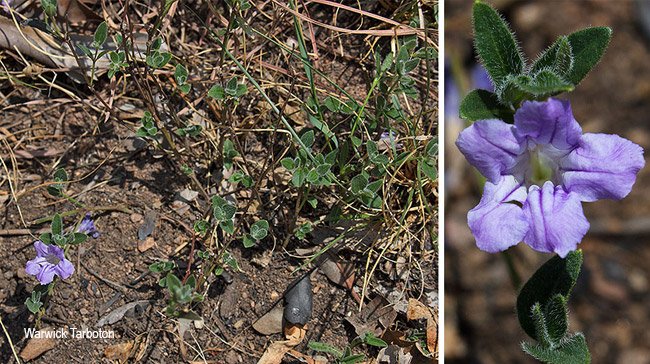 Ruellia cordata