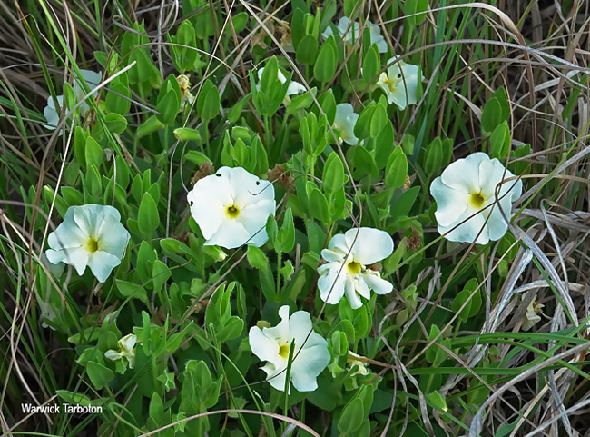 Thunbergia atriplicifolia