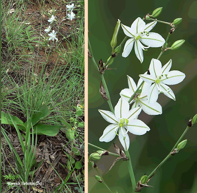 Chlorophytum galpinii