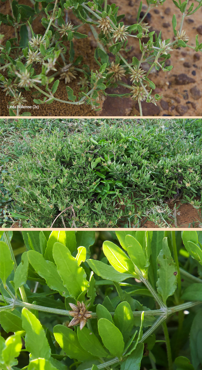 Cyanotis speciosa