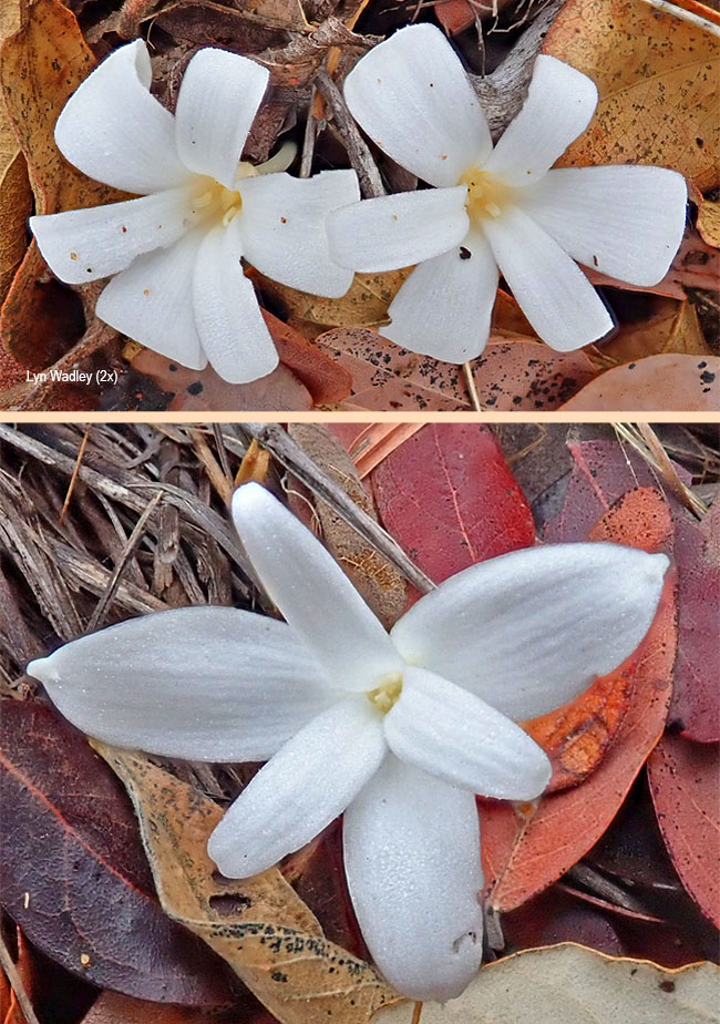 Apodolirion buchananii