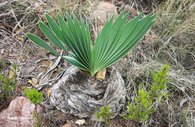 Boophone disticha