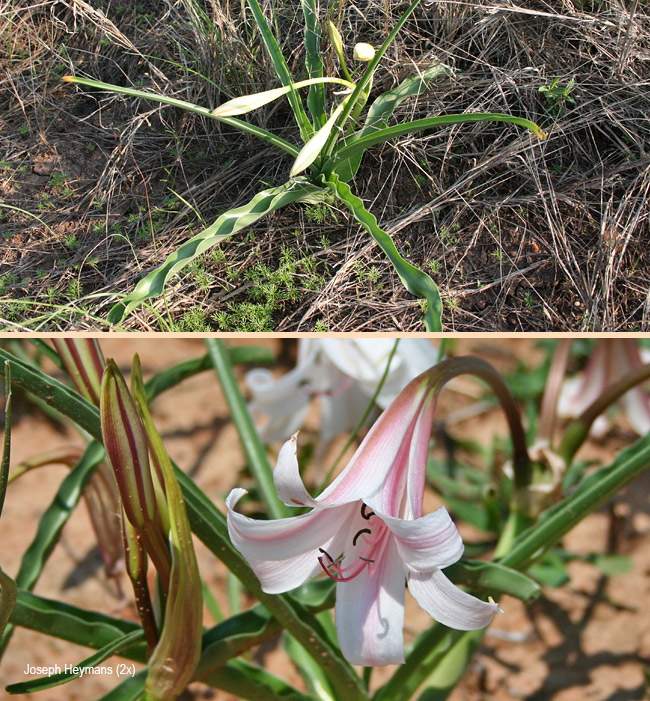 Crinum lugardiae