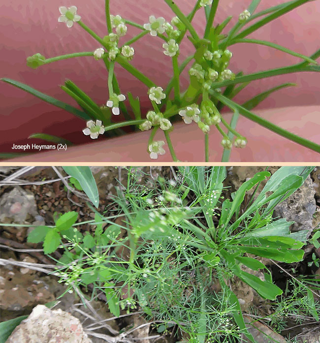 Cyclospermum leptophyllum