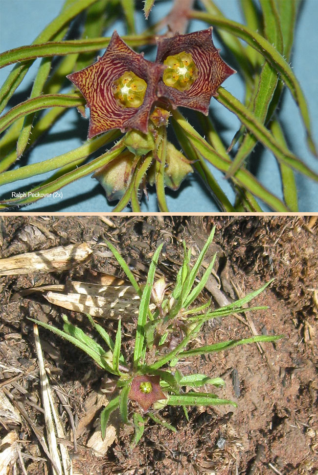 Brackystelma waterbergensis