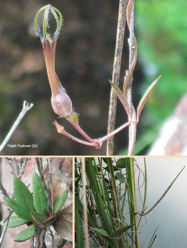 Ceropegia aquamontana