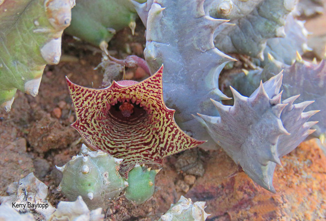 Huernia hystrix