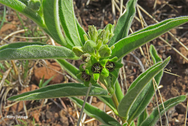 Raphionacme galpinii 