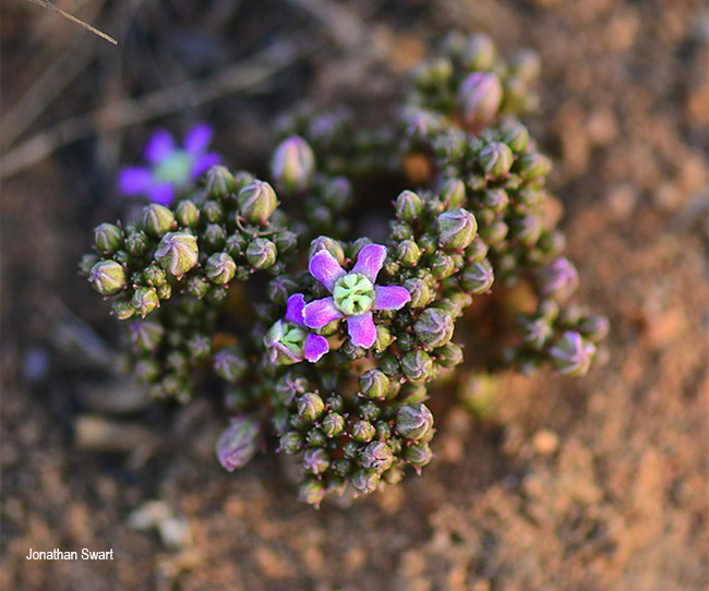 Raphionacme hirsuta