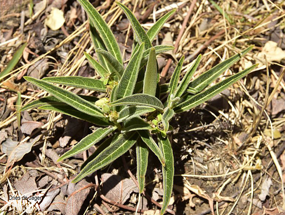 Rapphionacme velutina
