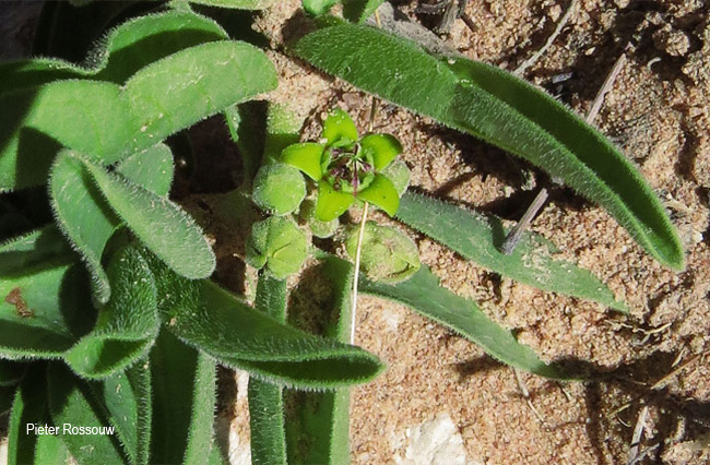 Raphionacme velutina