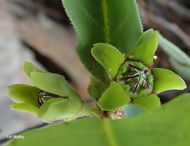 Raphionacme velutina
