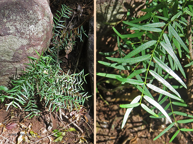 Secamone filiformis
