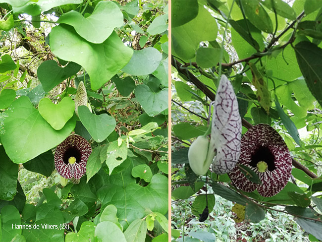 Aristolochia elegans