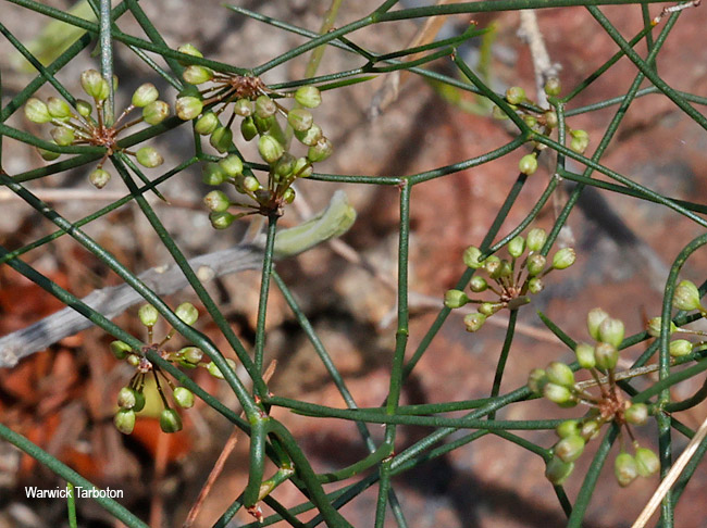 Asparagus divaricatus