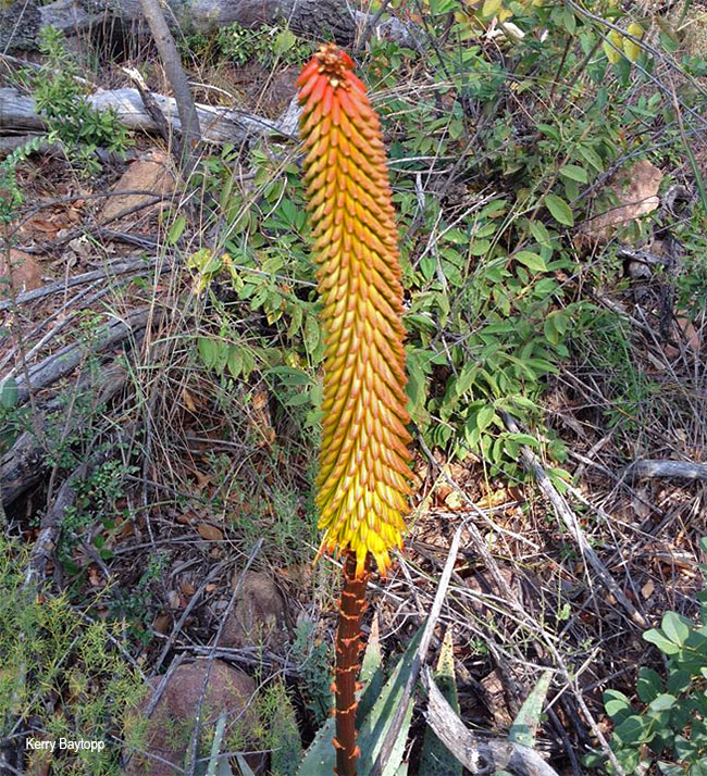 Aloe aculeata