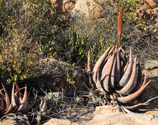 Aloe aculeata