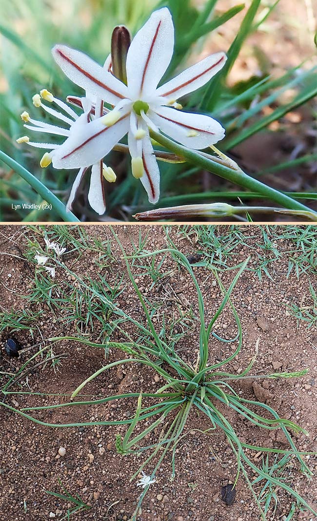 Trachyandra saltii