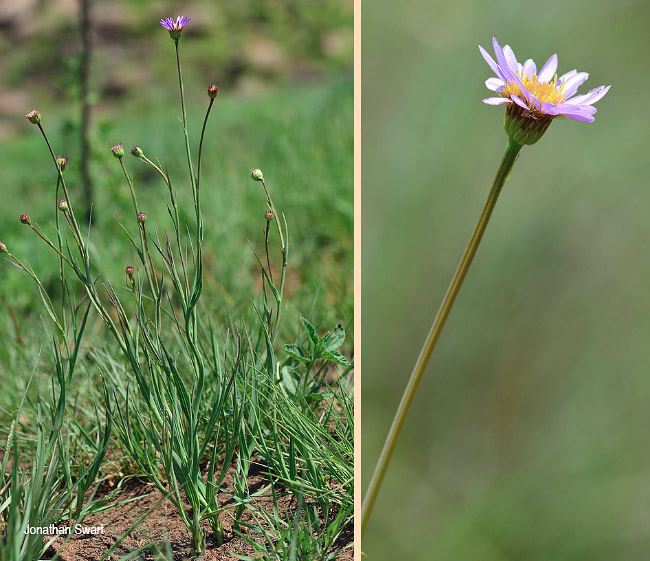 Afroaster serrulatus