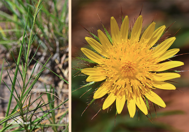 Berkheya insignis