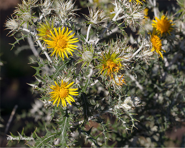 Berkheya carlinopsis