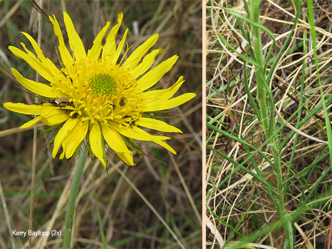 Berkheya insignis