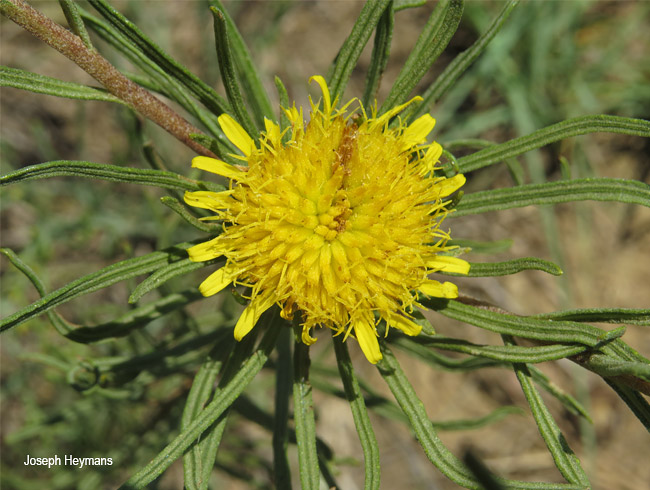 Berkheya insignis