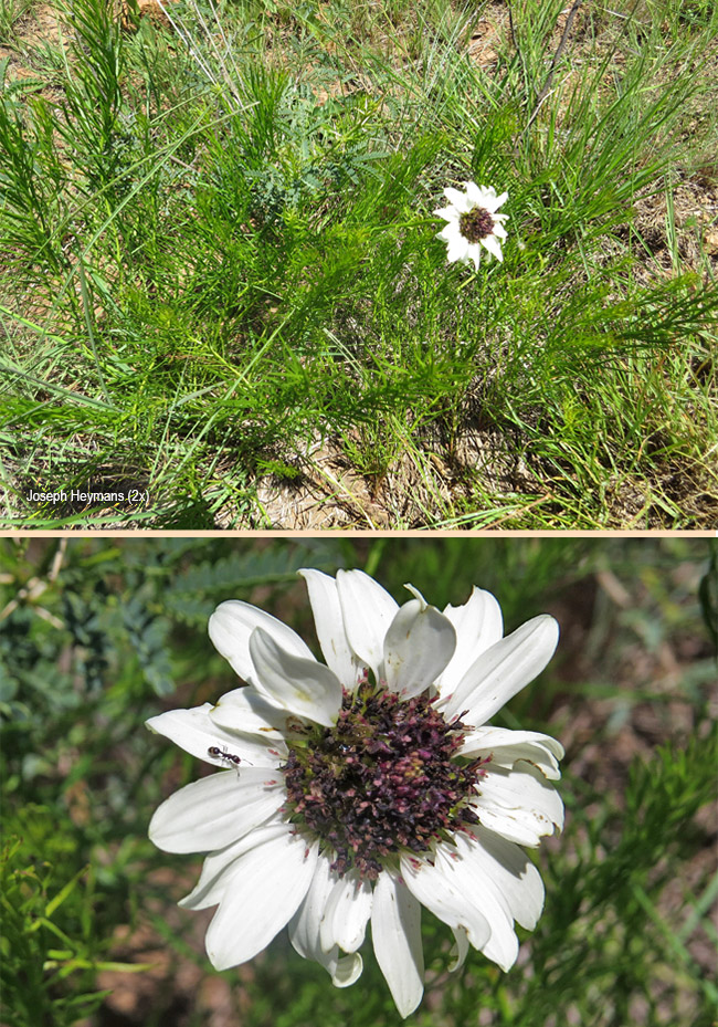 Callilepis leptophylla