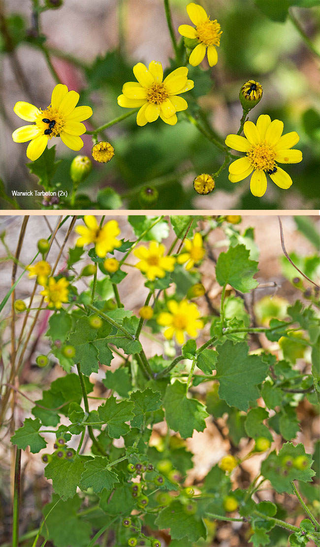 Cineraria deltoidea