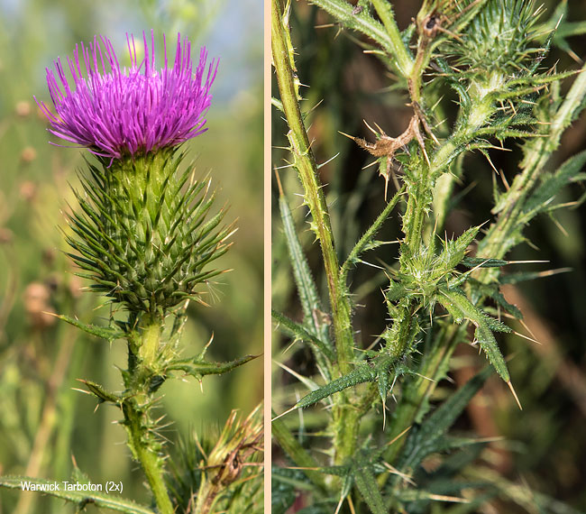 Cirsium vulgare